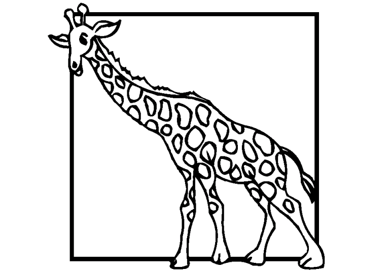 Girafe 7