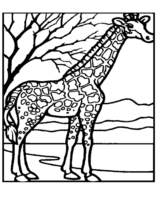 Girafe 11