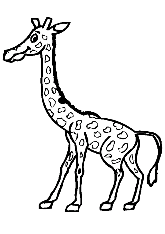 Girafe 12