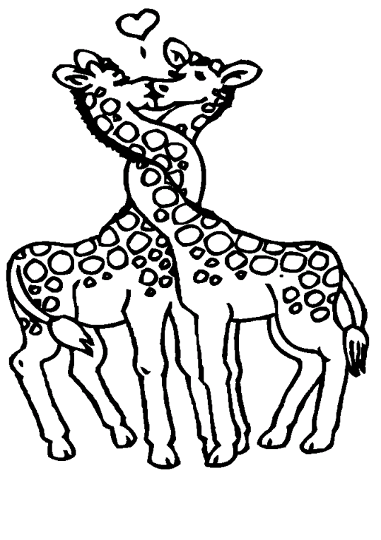 Girafe 13