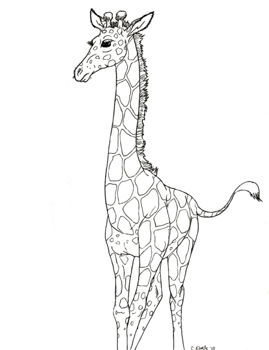 Girafe 14