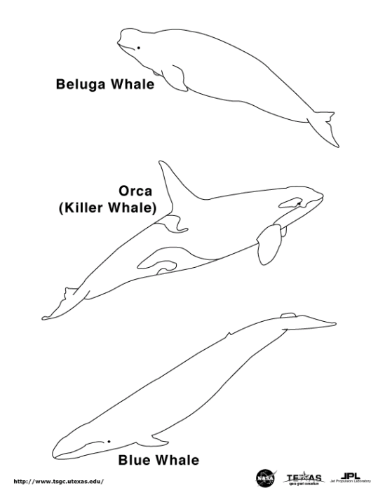 Balena 5