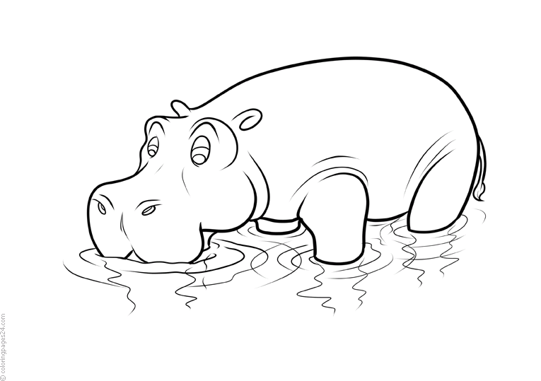 Hipopotami 9