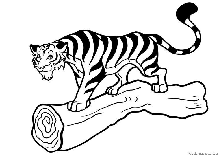 Tigri 6
