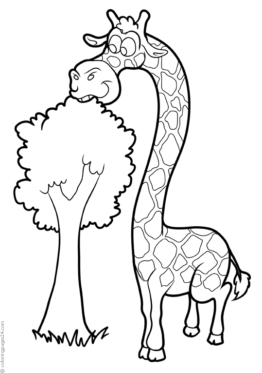 Girafe 19
