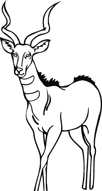 Antilope 1
