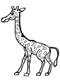 Girafe - 12
