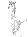 Girafe - 14